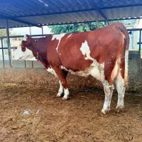 گاو قرمز تلقیح شده شیری|حیوانات مزرعه|بندر ترکمن, |دیوار