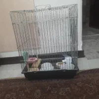 قفس‌طوطی