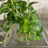 قلمه گل پتوس