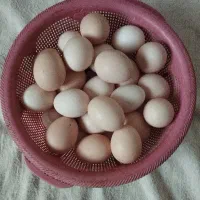 تخم مرغ محلی نطفه دار