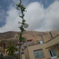 ویلای اجاره ای اسفرجان