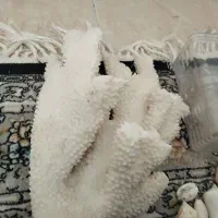 قیمت 500|ماهی|پاکدشت, شهرک امام رضا|دیوار