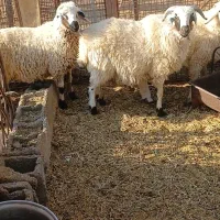 بره|حیوانات مزرعه|سیرجان, |دیوار