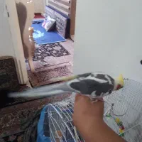 عروس هلندی