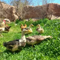 اردک