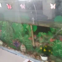 آکواریوم ماهی سالم طول ۸۵ عرض ۱۵ و ارتفاع۴۵|ماهی|شاهینشهر, شهرک گلدیس|دیوار