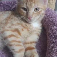 گربه رایگان