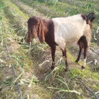 بزشیری|حیوانات مزرعه|جیرفت, |دیوار