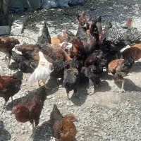 فروش خروس محلی
