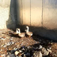 قوغاز|حیوانات مزرعه|یاسوج, |دیوار