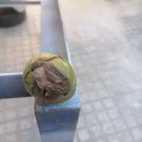 برداشت درخت های شما گردو و هلو