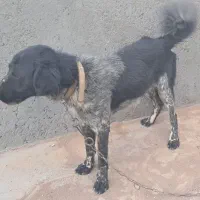 توله سگ گله