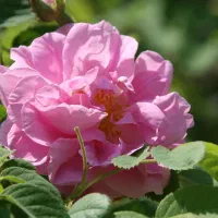 فروش گلاب و عرقیات
