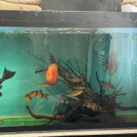 اکواریوم|ماهی|مشهد, هفده شهریور|دیوار