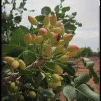 فروش باغ پسته