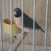 فنچ گلدین بیگ