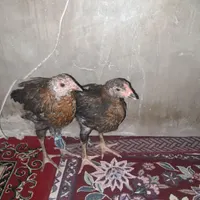 جوجه لاری افغانی
