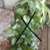 گل ذرتی شاداب|گل و گیاه طبیعی|شیراز, شهرک مهدی‌آباد|دیوار