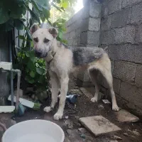 سگ سرابی تقریبا یک ساله واکسن زده بدونمشکل