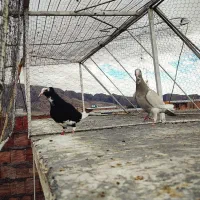 نقره ای پلنگ و سیاه پلنگ