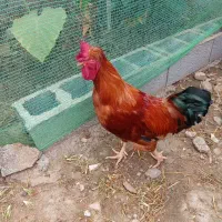 خروس بزرگ