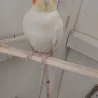 معاوضه|پرنده|ارومیه, |دیوار