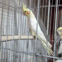 عروس هلندی نرو ماده