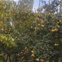 باغ-زرین-دشت