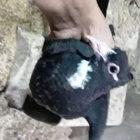 کبوتر درپرنده