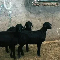 بره ماده