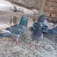 کبوترپلاکی|پرنده|اصفهان, زاجان|دیوار