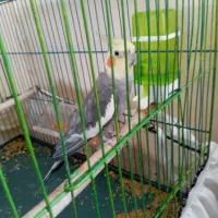 عروس هلندی قشنگ|پرنده|گلستان (تهران), |دیوار