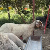 میش هترو آبستن