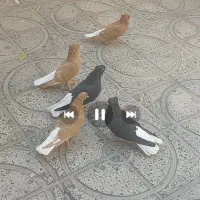 کبوتر ۳عددنر ۲تا ماده