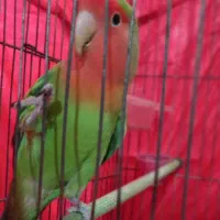 طوطی برزیلی