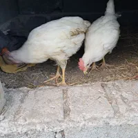 دوعدد خروس بچه