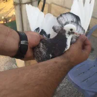 کفتر