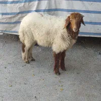 بره نر
