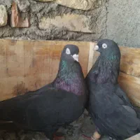 سیاه هندی