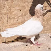 کله هما .خال زرد.دم سفید.ساده.طوقی