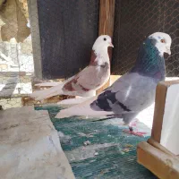 نر و ماده فروشی