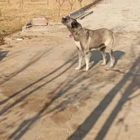 سگ سرابی ماده|سگ|باسمنج, |دیوار