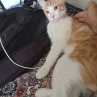 واگذاری رایگان گربه