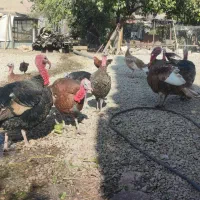 فروش بوقلمون محلی|حیوانات مزرعه|قلعه شاهین, |دیوار