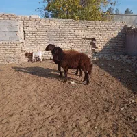 دوعدد کاور دودندون