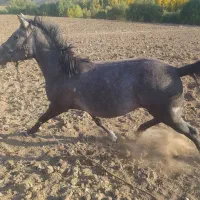 فروش مادیان دوونیم ساله