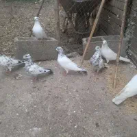 ۷عدد کفتر|پرنده|رشت, حافظ آباد|دیوار