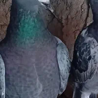 کبوتر