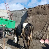 گاو جرسی|حیوانات مزرعه|هشترود, |دیوار