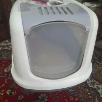 واگذاری گربه اسگاتیش|گربه|تهران, نیاوران|دیوار
